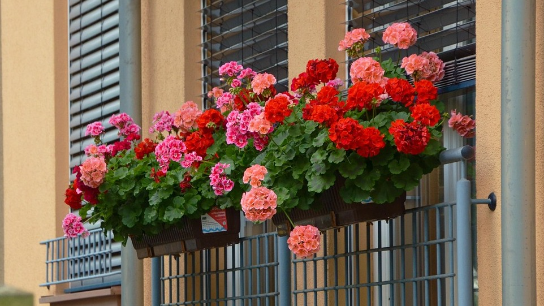 Tres llibres, tres flors. Capítol 2 episode artwork