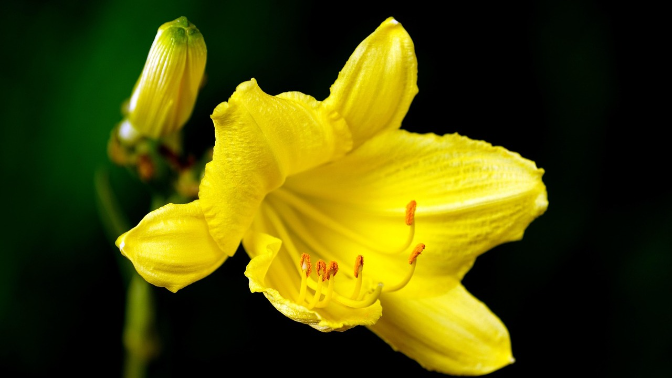 Tres llibres i tres flors. Capítol 4