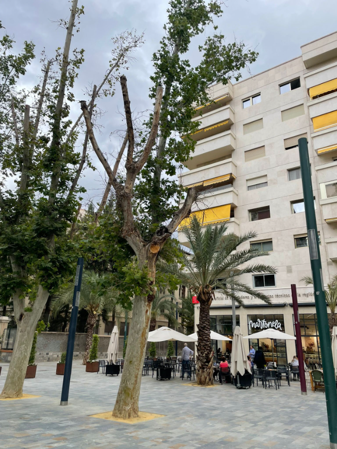 Imagen de MurciaLab alerta sobre el mal estado que presentan parte de los árboles del paseo Alfonso X de Murcia