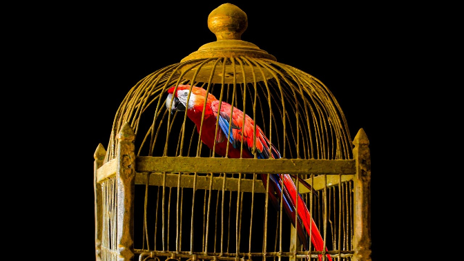 La jaula dorada, de Luis Soler episode artwork