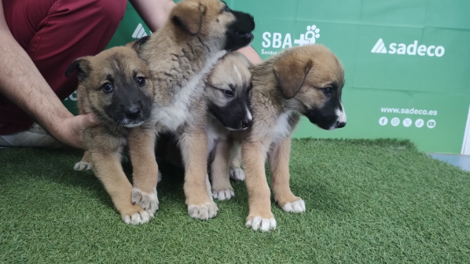 Imagen de Programa especial de Hoy por Hoy Córdoba en el Centro de Sanidad y Bienestar Animal de Sadeco. Campaña En vacaciones, no abandones