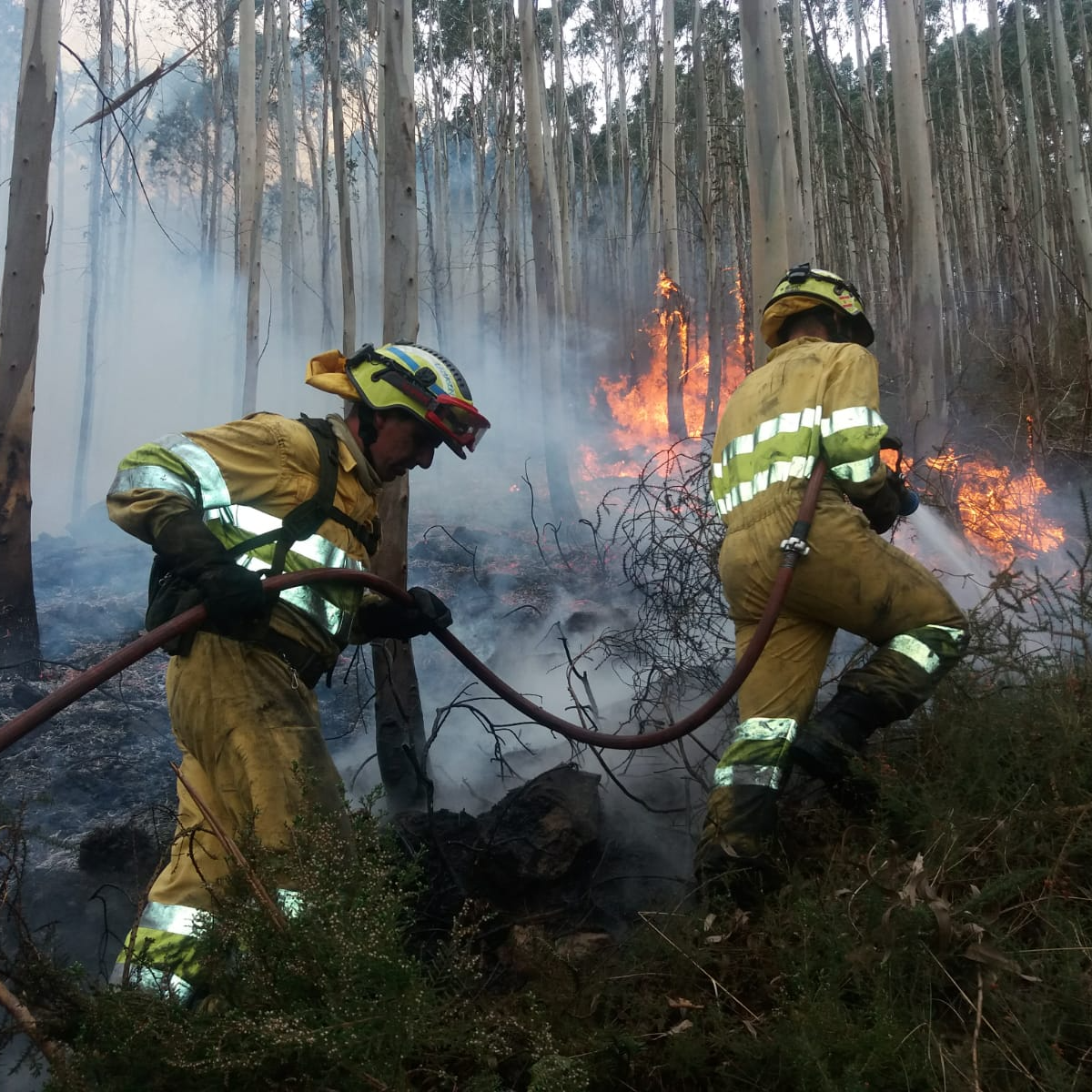 cover of episode Visión semanal informativa | Faltan bomberos forestales para afrontar la temporada de incendios