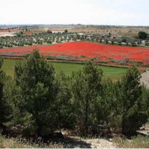 Imagen de Entrevistamos a Julio Martín de Eugenio de Ecologistas en Acción-El Espartal de Valdemoro
