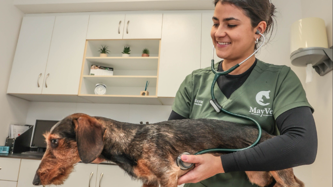 Imagen de Entrevista | Mayte Carbonell, veterinaria, sobre consejos para cuidar de tus mascotas en verano
