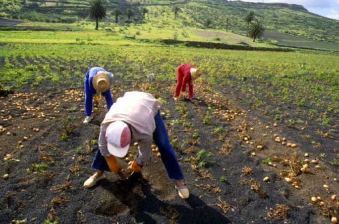 Imagen de Agricultores de Lanzarote sufren una oleada de robos con pérdidas de hasta 13.000 euros