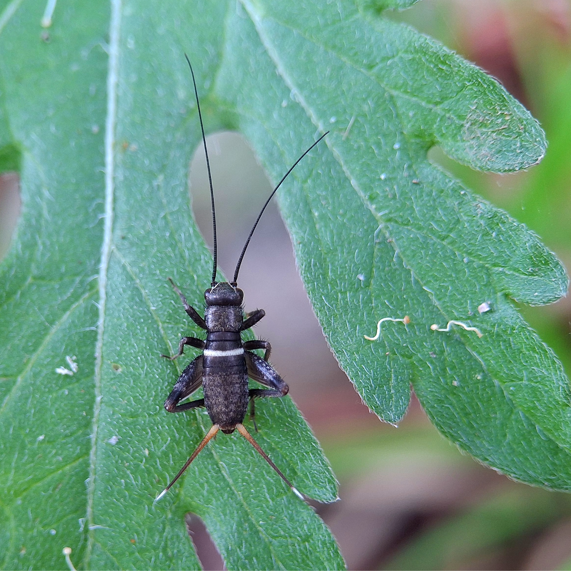 Imagen de Una bióloga explica la razón por la que las chicharras te taladran la cabeza con su sonido
