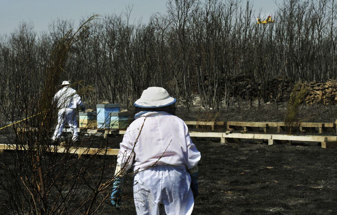 Imagen de Los incendios golpean a la apicultura: las llamas dejan 3.000 colmenas devastadas y 100 apicultores afectados