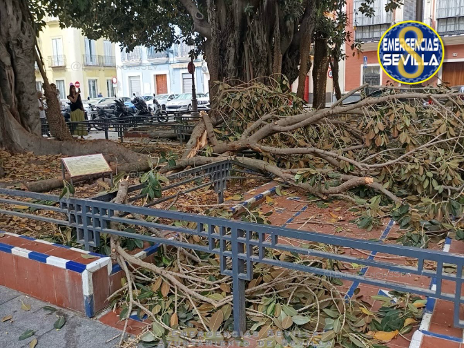 Imagen de Evelia Rincón, delegada de Parques y Jardines