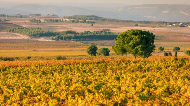 Imagen de Rafael Cambra, propietario de la Bodega Rafael Cambra y miembro de la Asociación de Viticultores y Productores de las Terres dels Alforins, explica en la SER la previsión de la campaña de vendimia