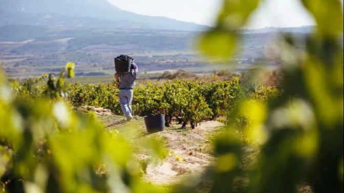 Imagen de Rioja afronta una vendimia corta y con escasa rentabilidad
