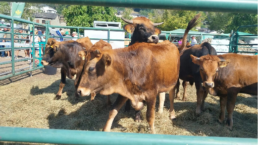 Imagen de Ganaderos de Sanabria denuncian la interrupción del suministro de alimentos para los animales por parte de la Junta