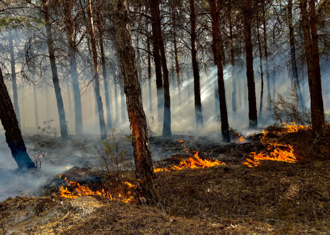 Postales de Palencia: Incendios