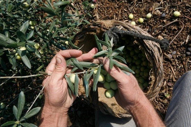 Málaga arranca septiembre con un sinfín de fiestas, sabores y tradiciones en cada rincón de la provincia