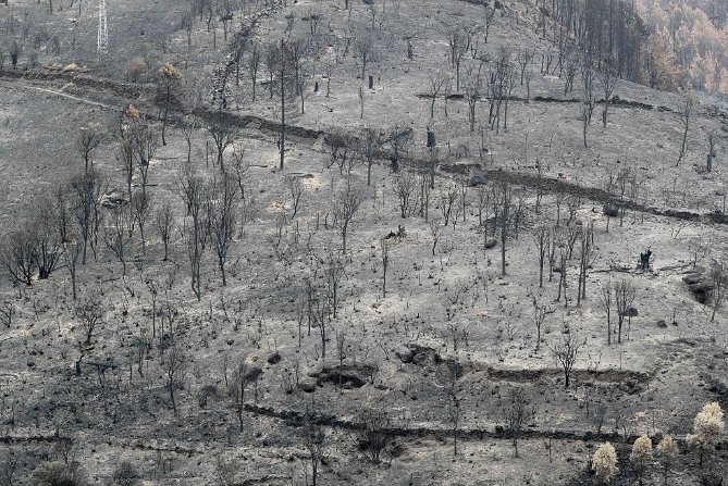 Imagen de ¿Qué hacer con el monte tras un incendio? El Bierzo Sentido nos lo cuenta