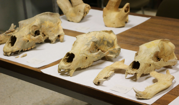 Historia de León: Frontera Cantábrica: Lo que los huesos de las cuevas nos cuentan del León de la prehistoria (16/09/2025)