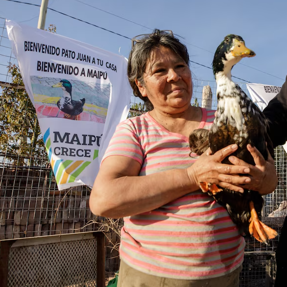 Imagen de En la otra orilla | El pato Juan, que mordió a un perro y consiguió un abogado: la historia que ha tenido en vilo a la ciudad de Mendoza