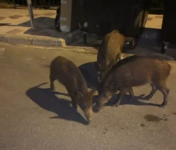 Imagen de Preocupación en la barriada de La Mosca por la creciente presencia de jabalíes