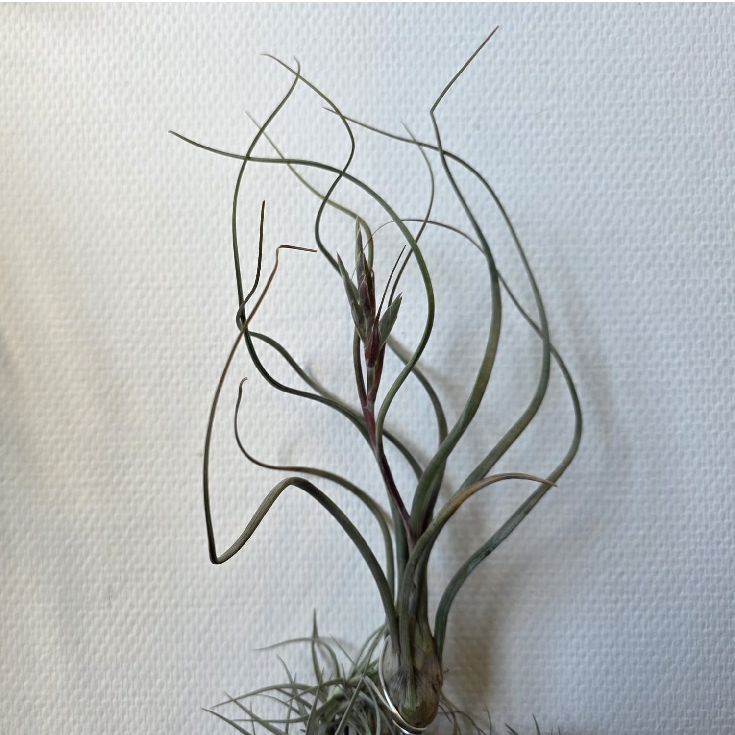 Meterse en un jardín |Claveles del aire