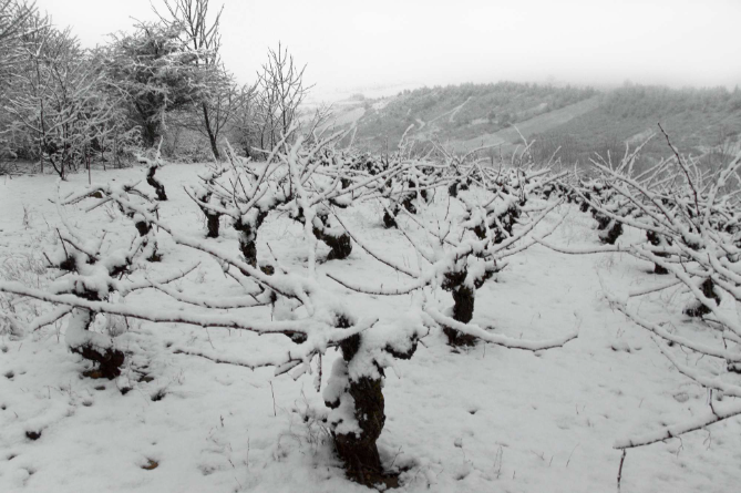 Viña y nieve, buena combinación