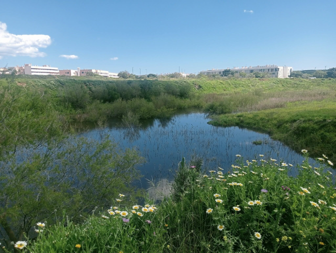 Escucha el debate sobre la laguna de Soliva en la comisión de Sostenibilidad Ambiental de Málaga episode artwork