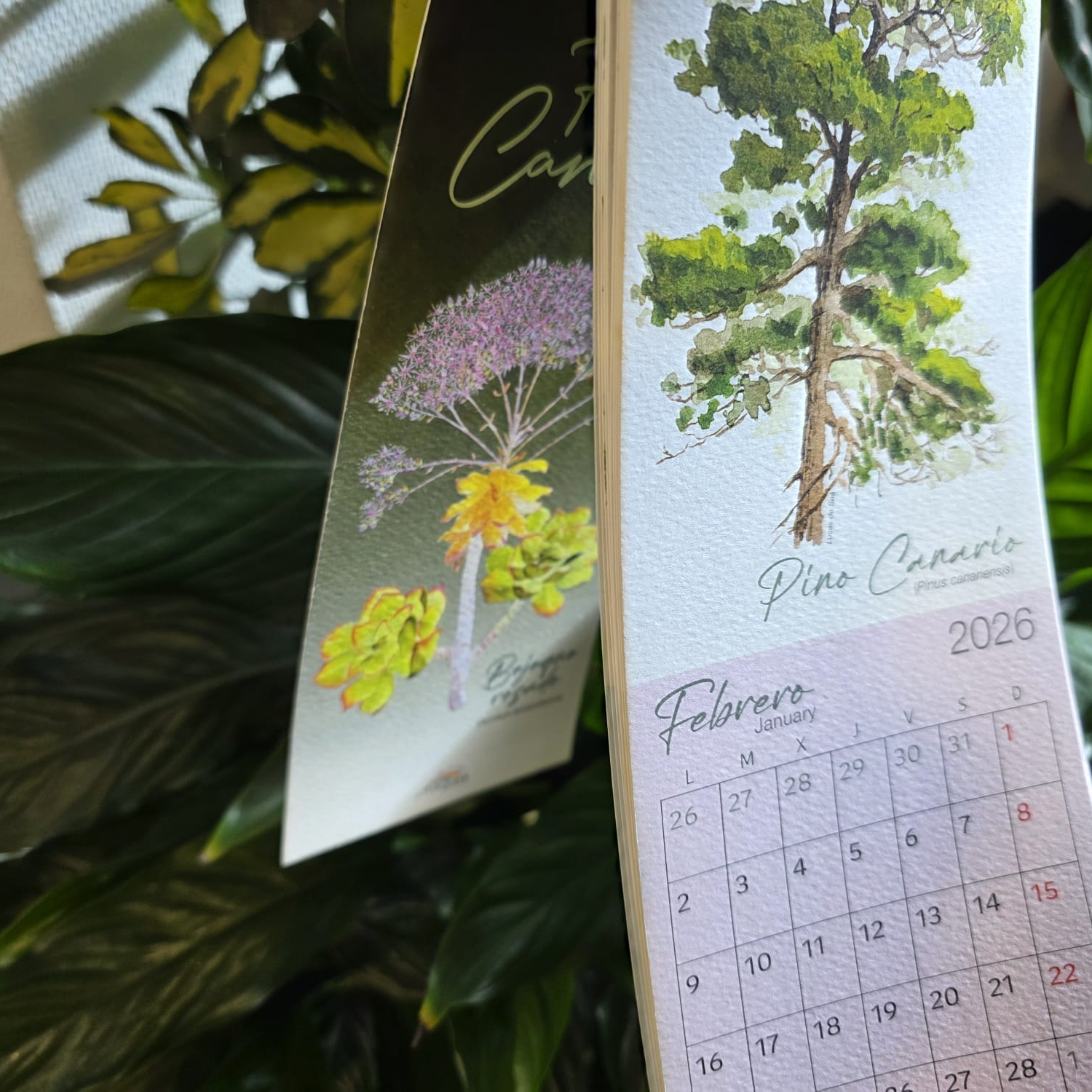 Imagen de Joyas de la vegetación canaria