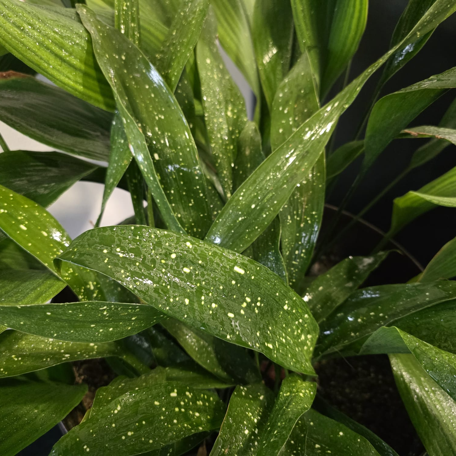 Meterse en un jardín | La aspidistra, una planta de hierro fundido