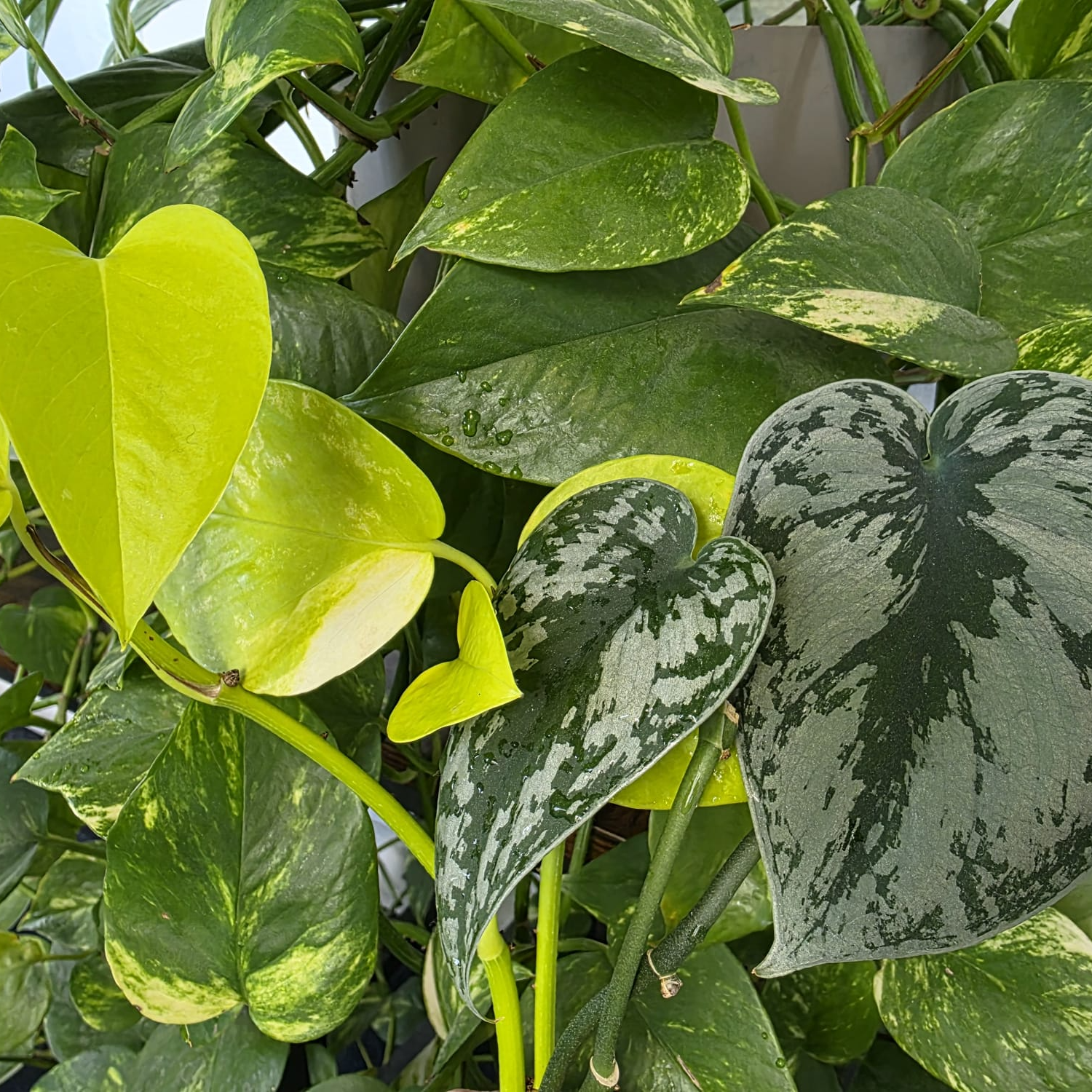 Meterse en un jardín | Potos y aglaonemas