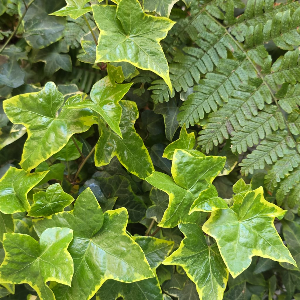 Imagen de Más sobre la hiedra