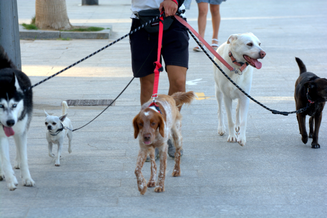 Residencia canina Los Tresetter, vacaciones tranquilas para ti y para tu familia