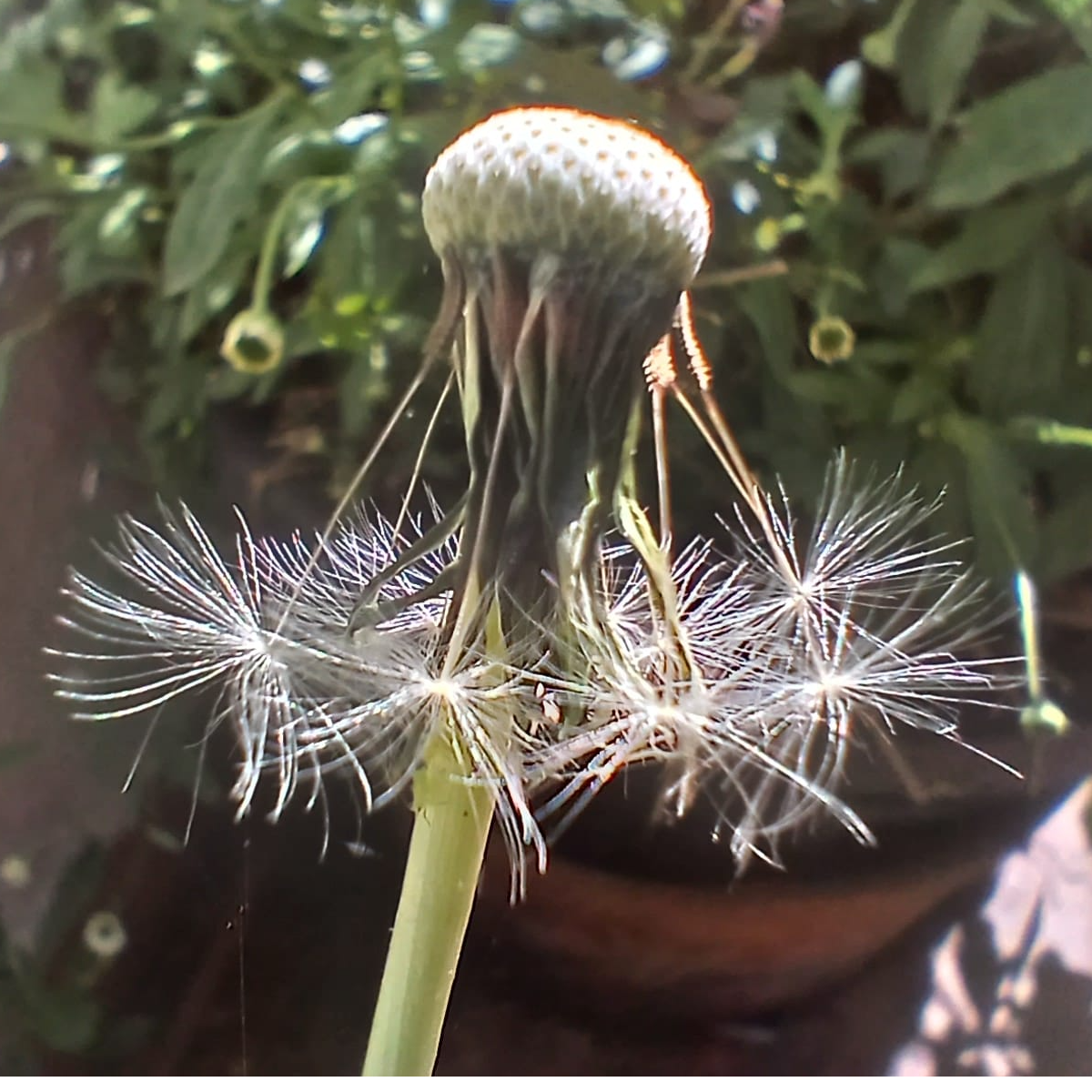 Meterse en un jardín | Plantas viajeras