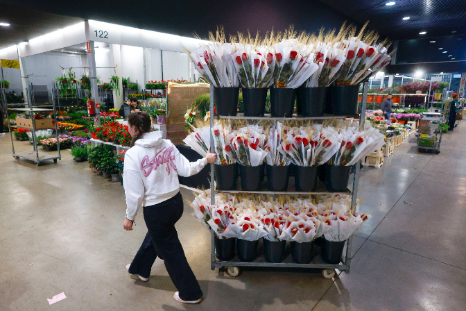 La fi de les roses catalanes: el gremi de floristes adverteix que "la situació és irrecuperable" episode artwork