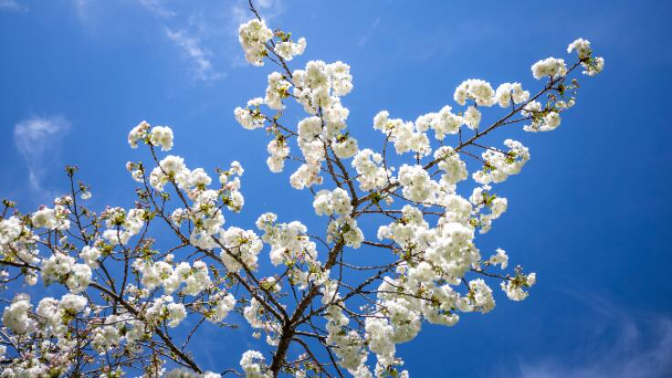 'Primavera en mi pueblo', la firma de opinión de Pablo Ferrandis