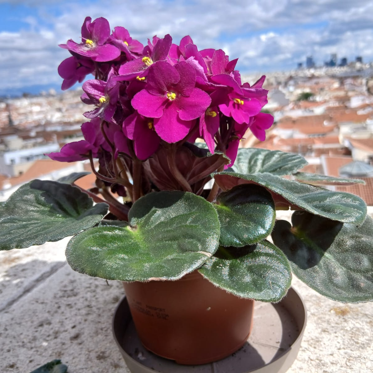 Imagen de Balcones floridos y violetas africanas