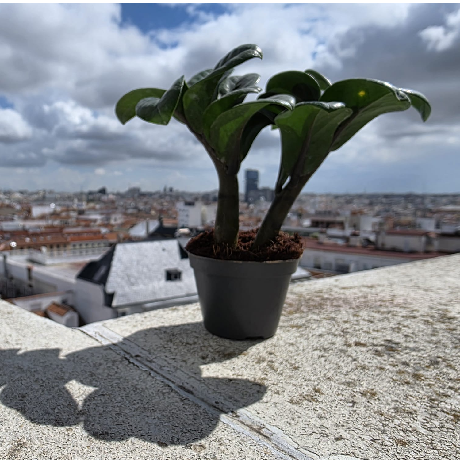 Meterse en un jardín | Miniplantas