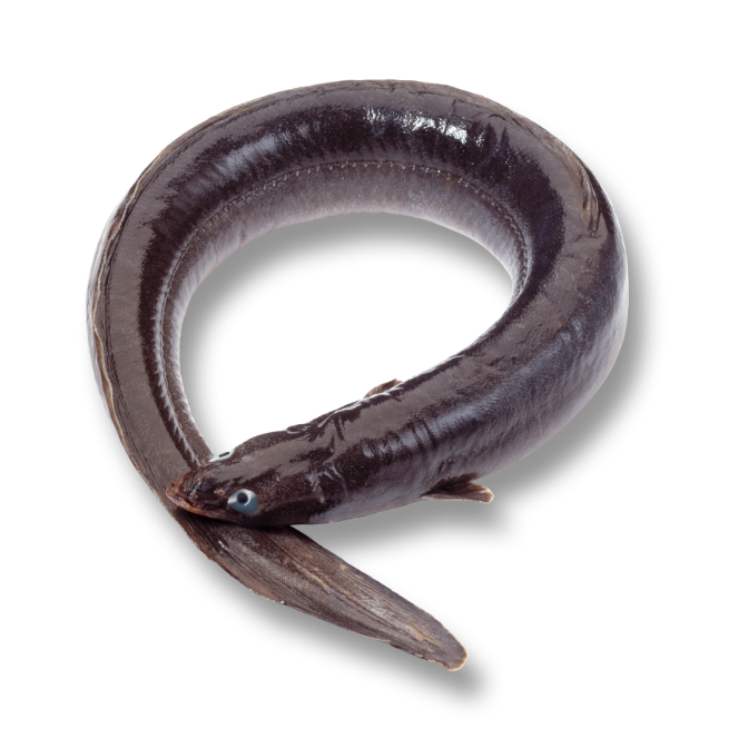 La anguila, de la abundancia al riesgo de extinción