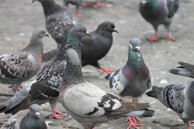 Coto a las palomas: Calahorra combate una plaga y captura a más de 130 en un mes