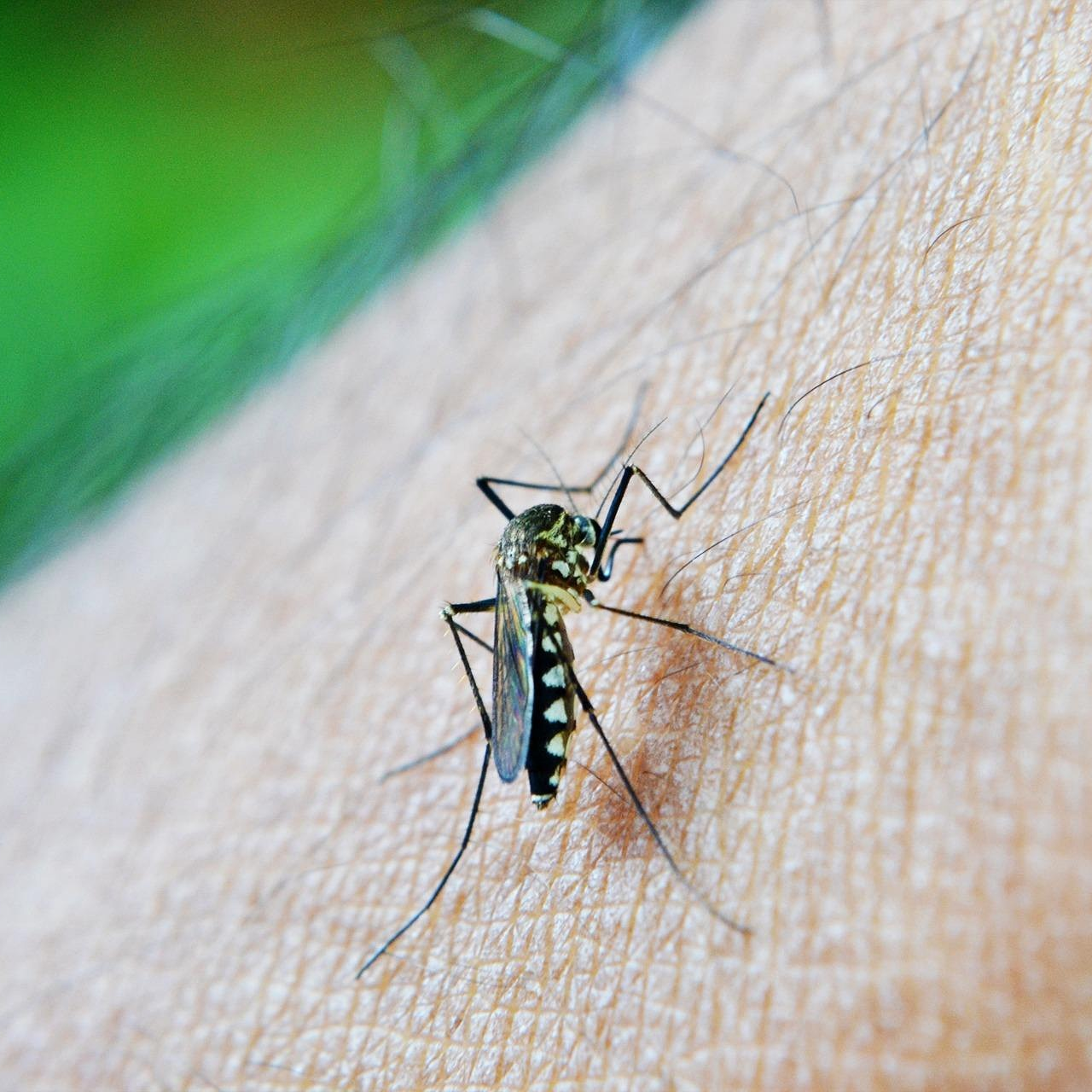 ¿Se han adelantado los mosquitos en Navarra? Lo analizamos con una experta en la materia