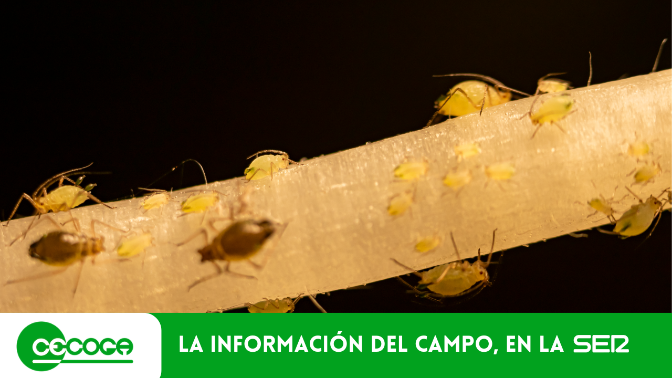 Agrocecoga - 01/06