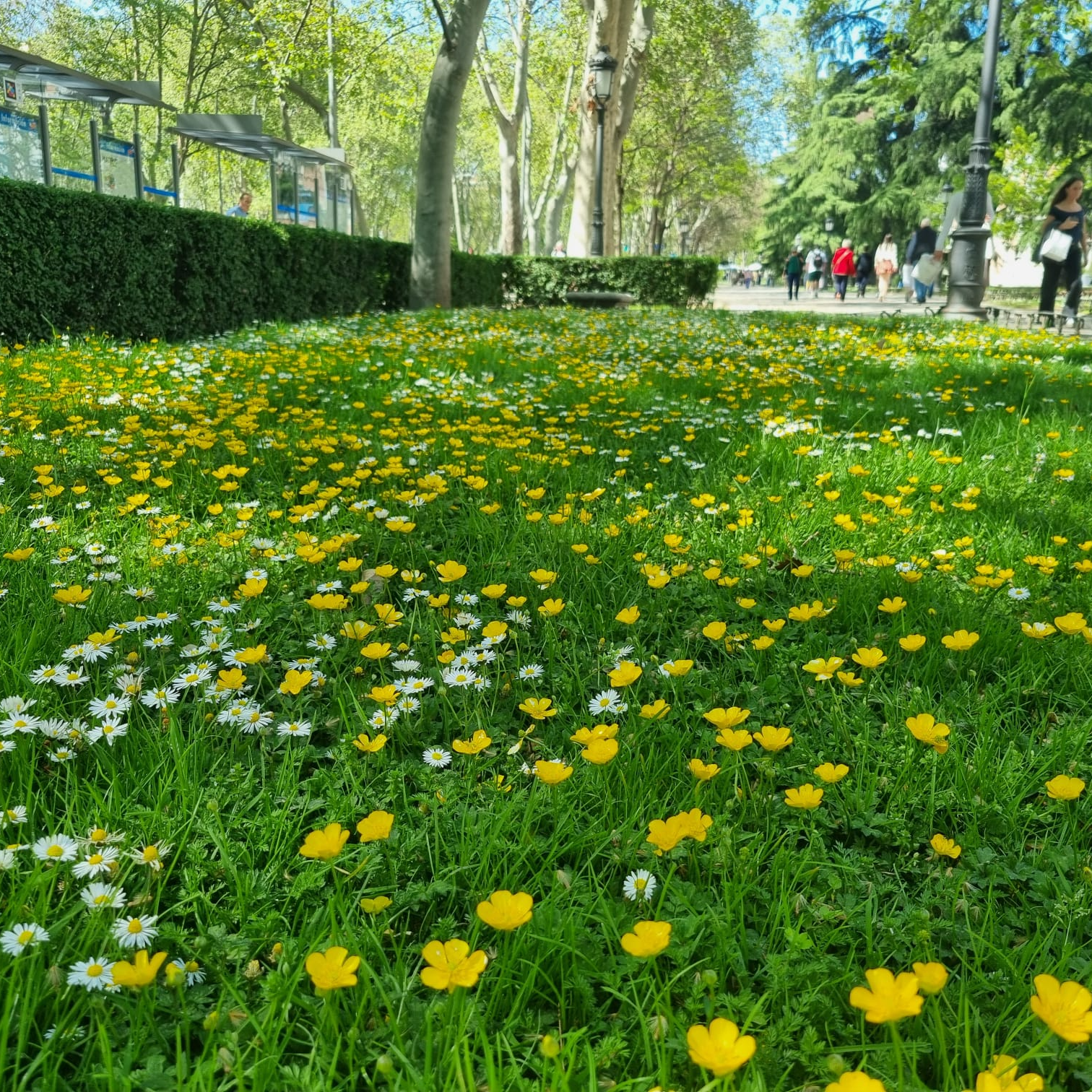 Meterse en un jardín | El césped y otras alternativas para cubrir los suelos