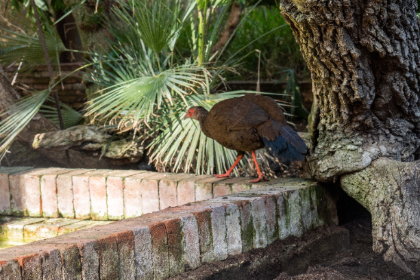 Bioparc Fuengirola impulsa el regreso a la naturaleza del faisán de Edwards, una especie desaparecida en libertad