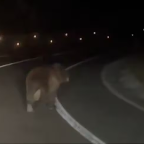 Presencia del oso en Navarra después de su avistamiento en Ezcároz episode artwork