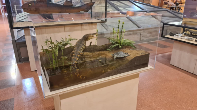 El centro paleontológico de Igea aumenta su espacio con una especie descubierta en 2024: Riojavenaterix episode artwork