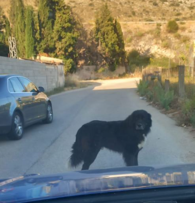 Un perro anda suelto por Tavernes y pone en peligro el tráfico de vehículos episode artwork