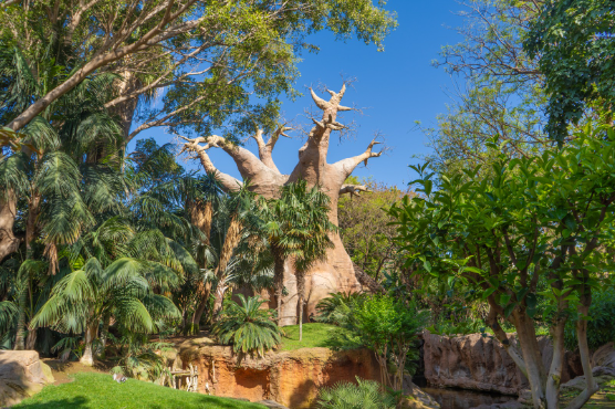 Bioparc Fuengirola celebra 25 años acercando la naturaleza y la conservación a la ciudadanía episode artwork
