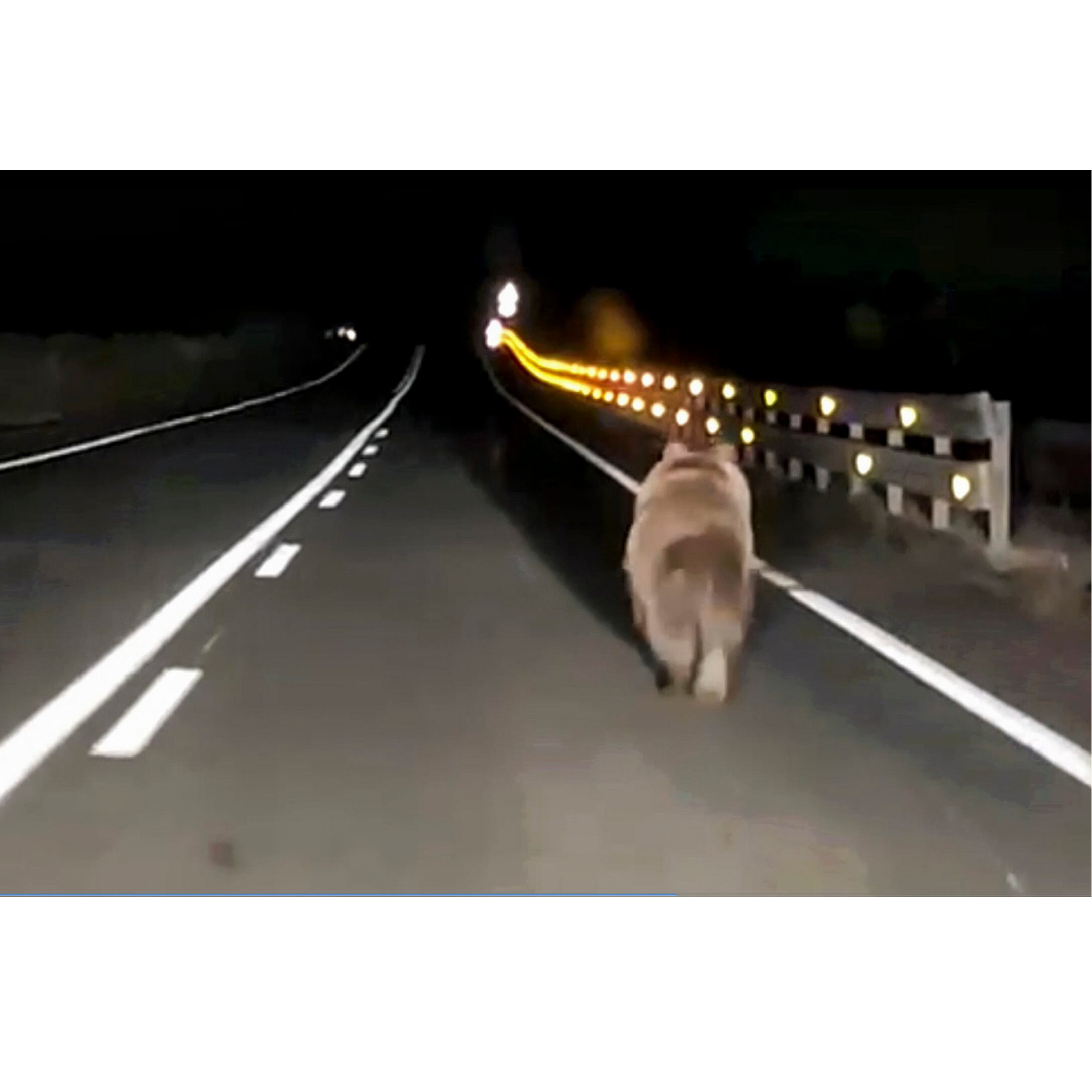 Sobre la presencia de osos en el Pirineo navarro episode artwork