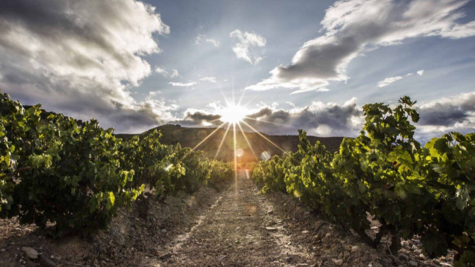 Los técnicos de viticultura piden un plan "inmediato" para el arranque de viñedo en Rioja episode artwork