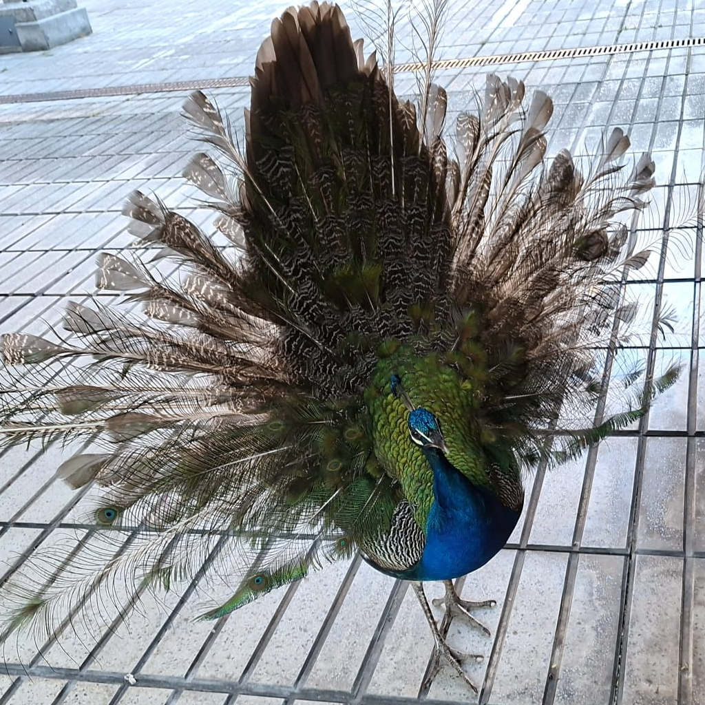 Prosa Ibérica | Pavorotti, el pavo atropellado en Oviedo que conquistó a todo el barrrio episode artwork
