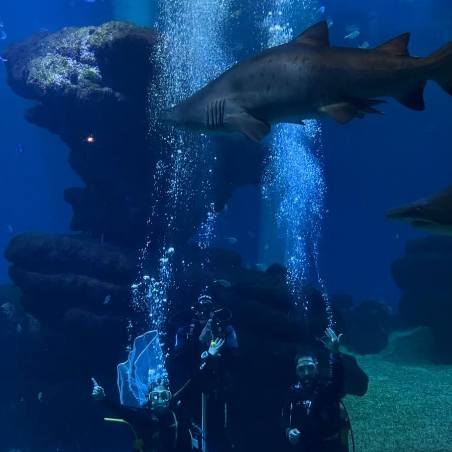 Prosa Ibérica | Una entrañable boda entre tiburones y escarabajos homosexuales