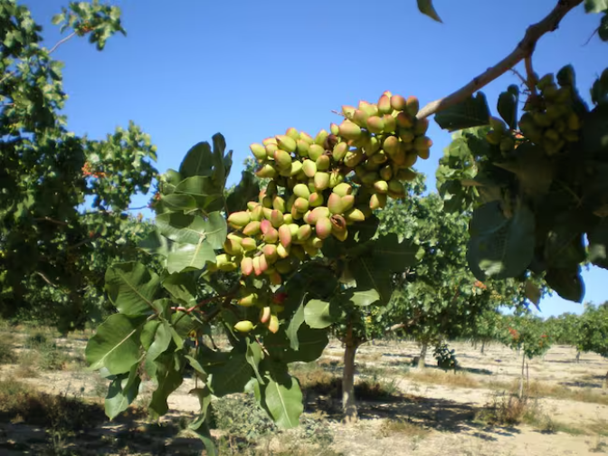 El Campo en la SER | El pistacho, un cultivo más sostenible en Castilla-La Mancha que en otras zonas del mundo episode artwork