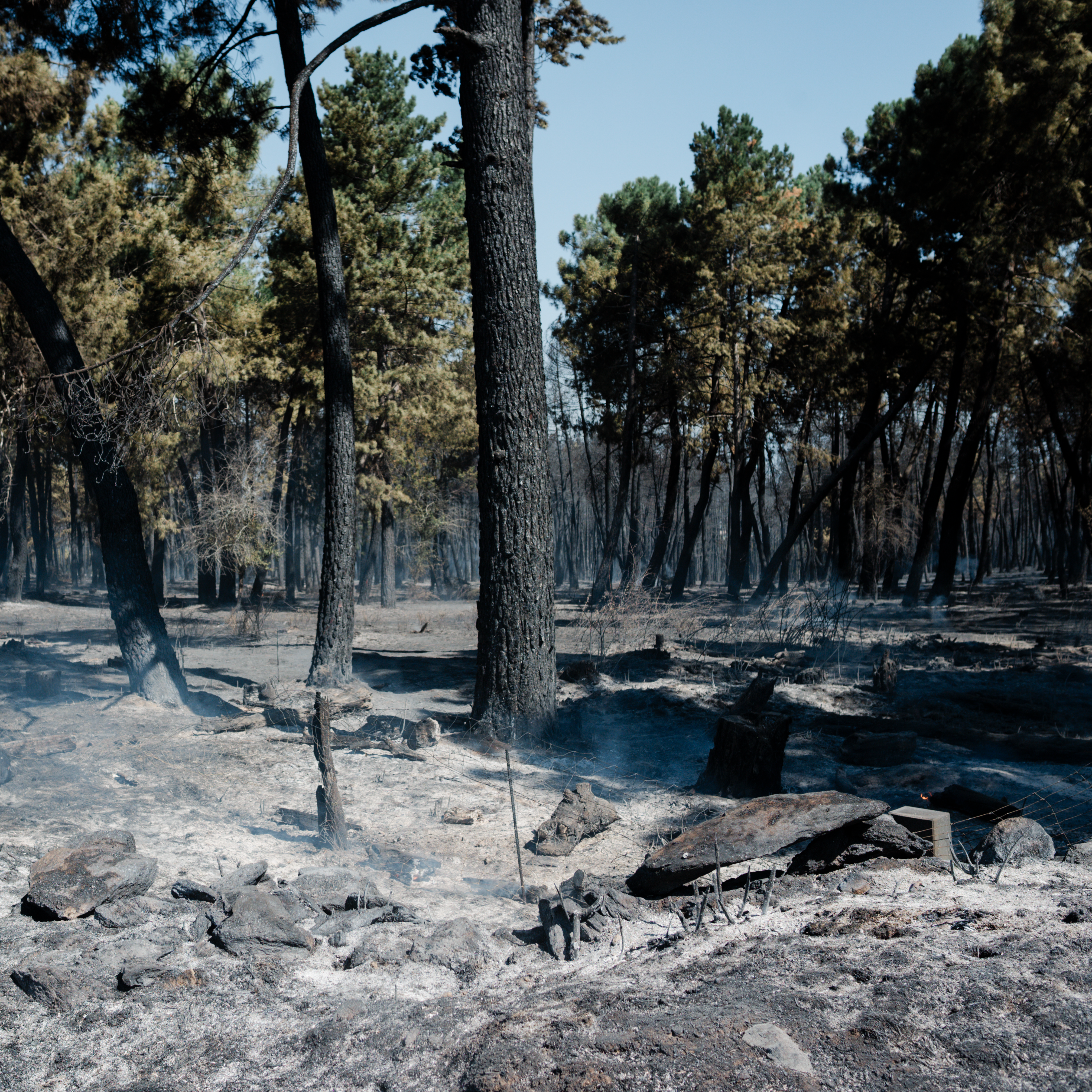 El incendio de Lozoyuela (Madrid), estabilizado y los vecinos pueden volver a sus casas episode artwork
